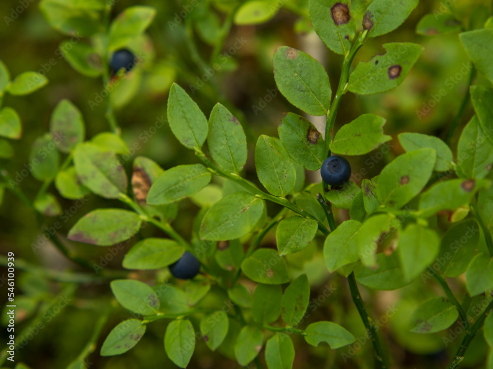 Common blueberry (Vaccinium myrtillus). Close-up of a blueberry bush with ripe berries in the forest Common blueberry (Vaccinium myrtillus). Close-up of a blueberry bush with ripe berries in the forest