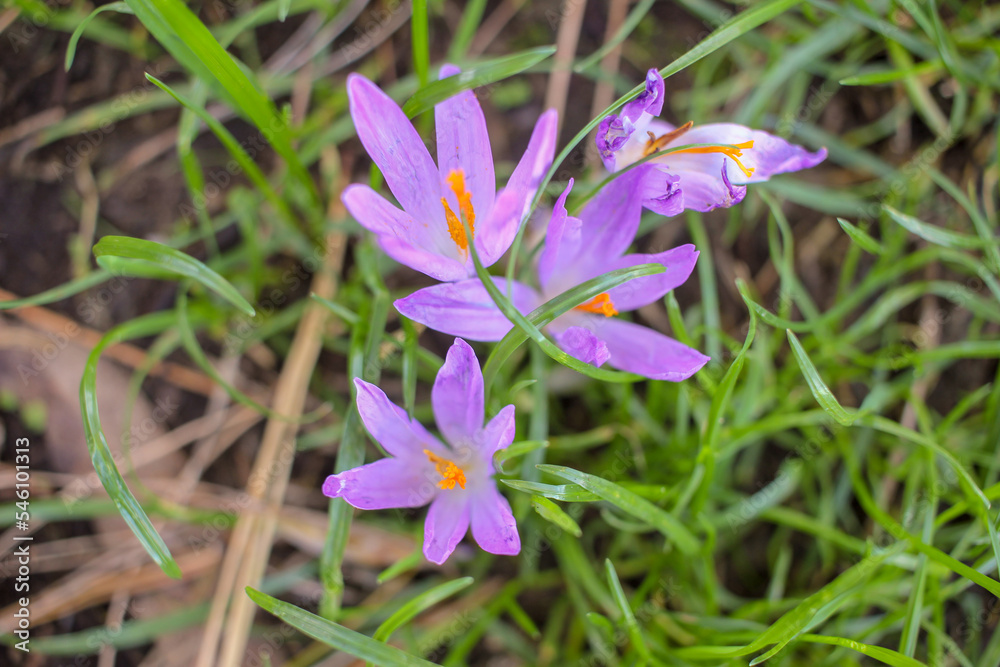 beautiful, wild flowers found near the woods beautiful, wild flowers found near the woods
