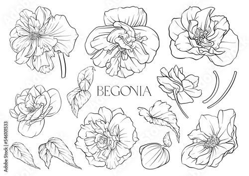 Valokuva Begonia. Set of flowers and leaves. Isolated vector illustration.