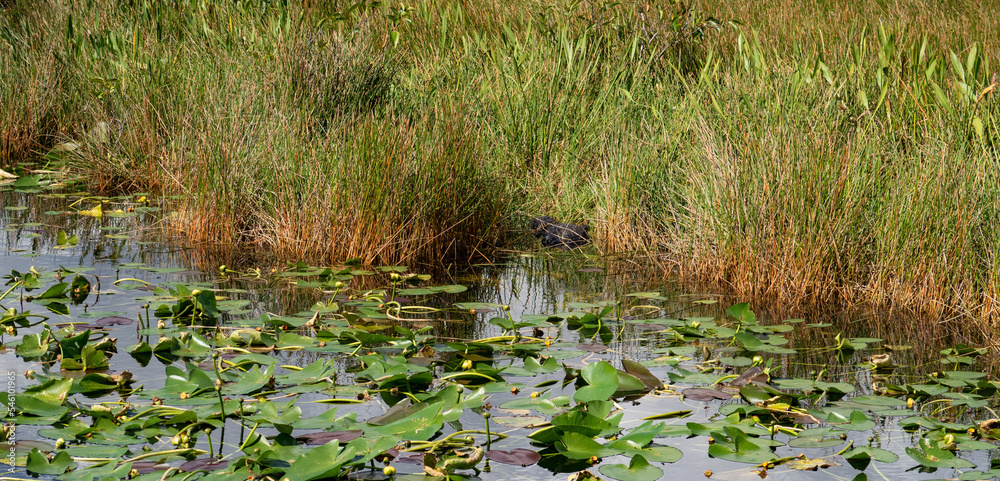 Florida Everglades Florida Everglades