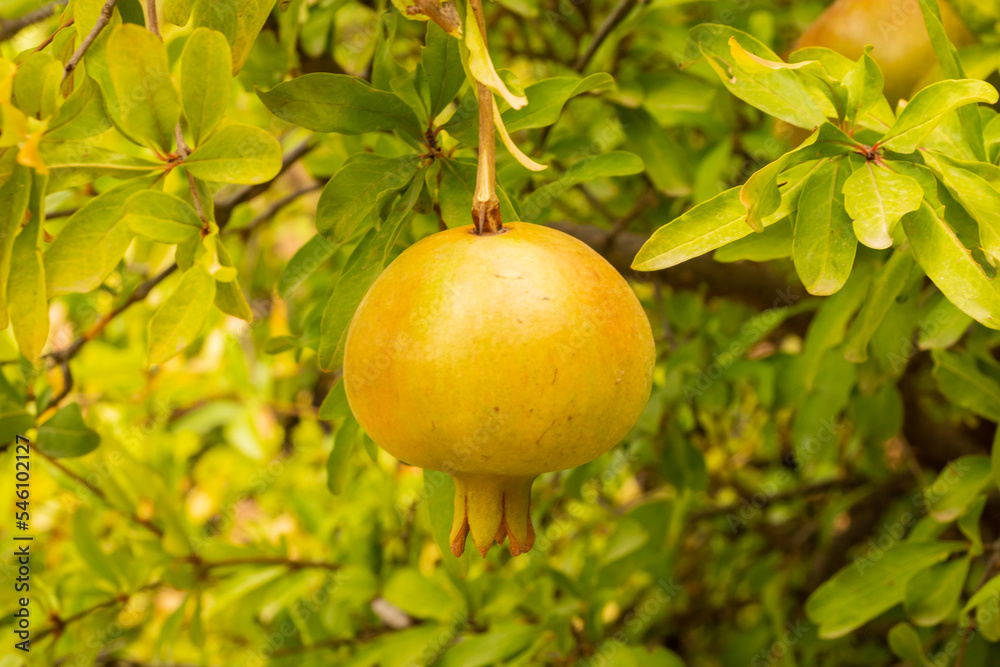 A single pomegranate grows from a tree on the side of a mountain in Spain Andalusia which is very hot and difficult for other crops to grow A single pomegranate grows from a tree on the side of a mountain in Spain Andalusia which is very hot and difficult for other crops to grow