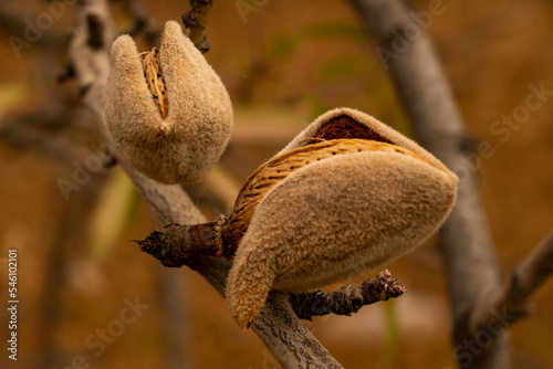A closeup shot of almonds growing on a branch from a tree that is being farmed industrially on the side of a mountain in Spain Andalusia which is very hot and difficult for other crops to grow