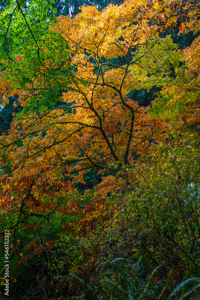 Fall Foliage on hike through Washington Park Arboretum