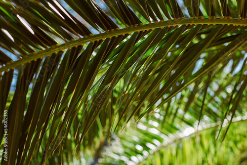 Fototapeta Naklejka Na Ścianę i Meble -  Blurred palm leaves in a sunlight. Summer background.