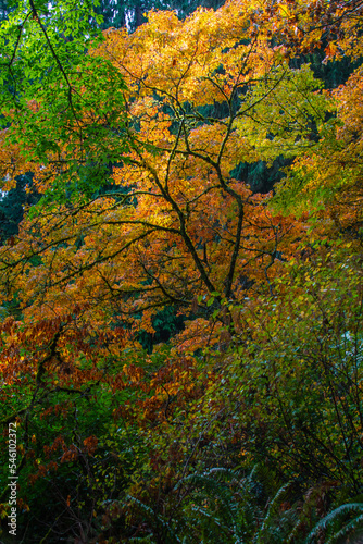 Fall Foliage on hike through Washington Park Arboretum