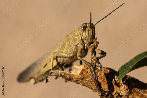 A desert locust in the wilderness of the Spanish mountains in Andalusia. These creatures are a threat due to causing widespread destruction of plant life including crops  photo