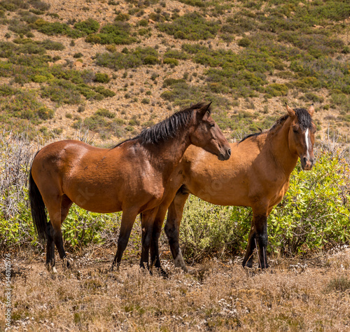 Wild Horses Mesa Verde Colorado