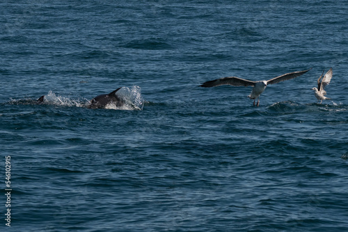 A scene of mass feeding out on the water as gulls try to compete with common dolphins for some fish that the two predators feed on. This is nature in the wild on the southern coast of spain