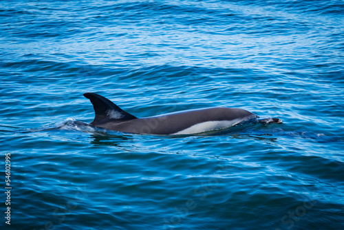 A common dolphin in the open sea out in its natural environment. These playful cetaceans like to play in the wake of passing boats like this scene in the Mediterranean off the costa del sol in Spain 