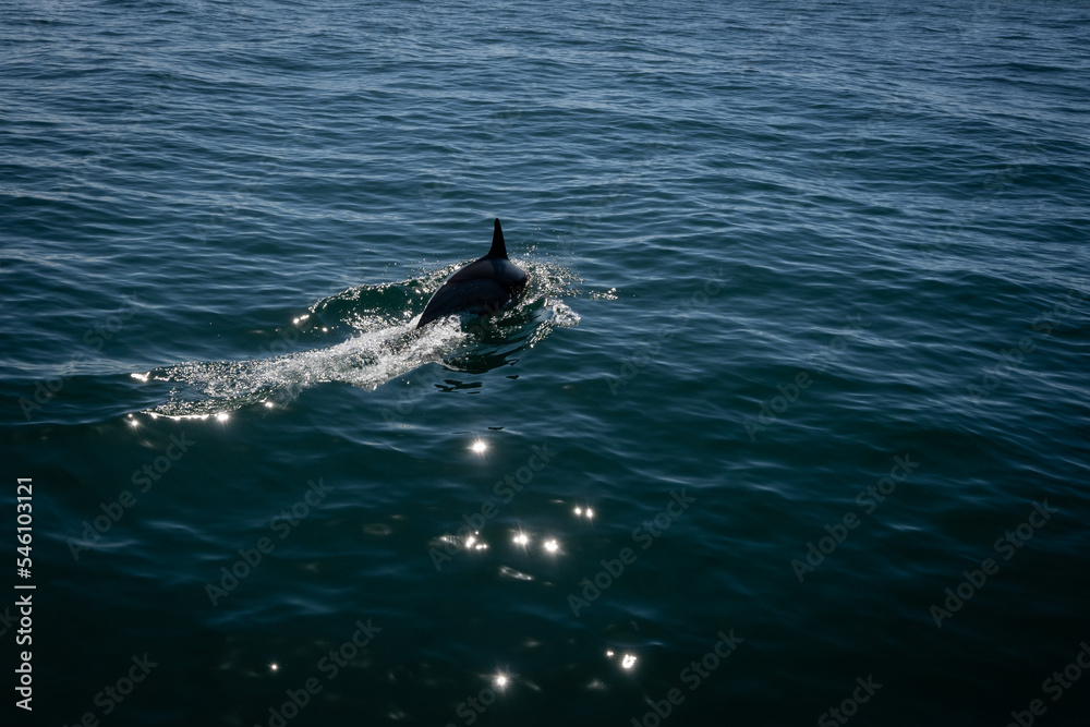 Naklejka premium A common dolphin in the open sea out in its natural environment. These playful cetaceans like to play in the wake of passing boats like this scene in the Mediterranean off the costa del sol in Spain