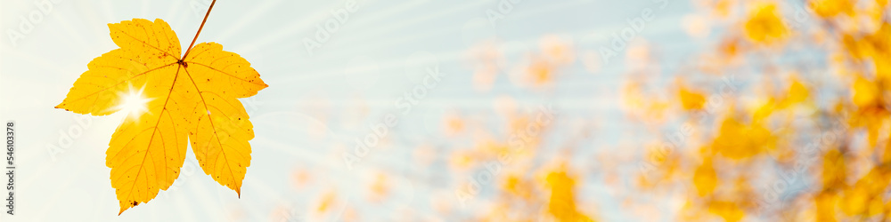 Yellow Acorn Leaf Falling in Bright Autumn Light Yellow Acorn Leaf Falling in Bright Autumn Light