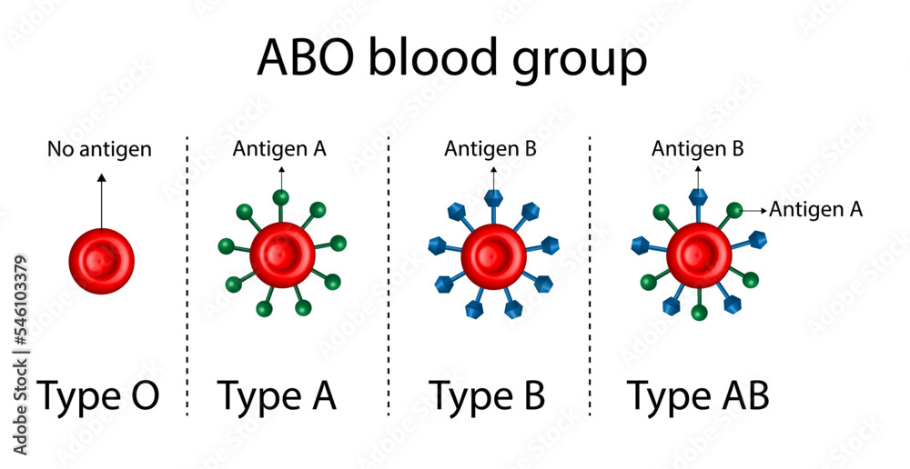 ABO Blood groups. four blood types, A,B, AB and O groups, made up from