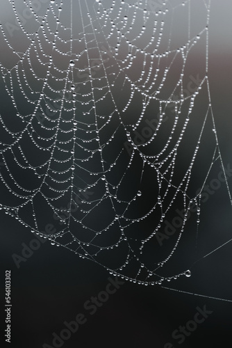 Morning dew water drops on a spiders web. Fototapet