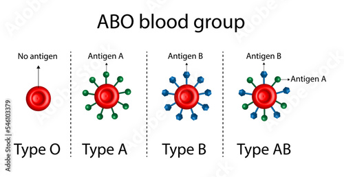 ABO Blood groups. four blood types, A,B, AB and O groups, made up from combinations of the type A and type B antigens.