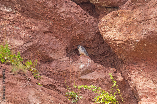 Peregrine Falcon in Its Rocky Nest