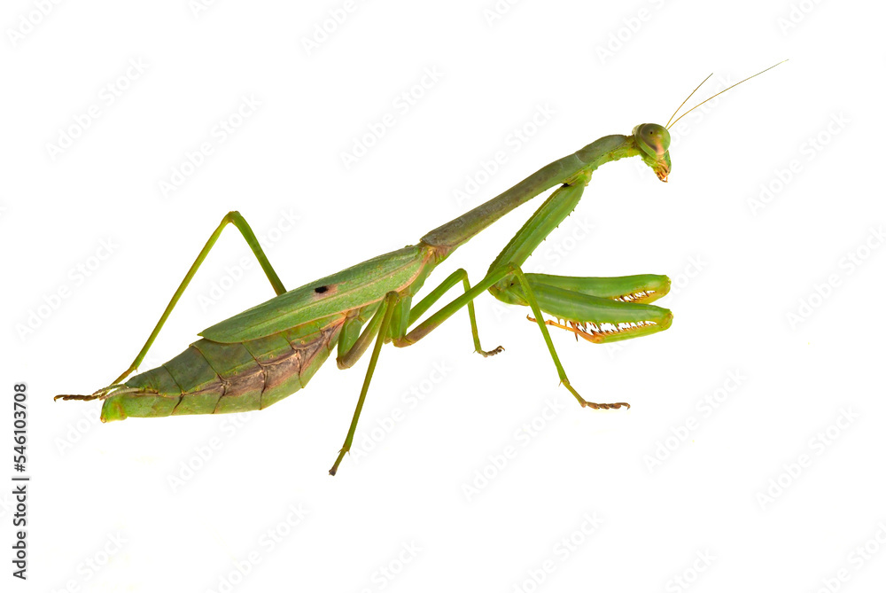 A Close-up Focus Stacked Image of a Pregnant Female Carolina Praying Mantis Isolated on White A Close-up Focus Stacked Image of a Pregnant Female Carolina Praying Mantis Isolated on White