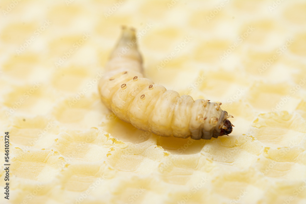 Galleria mellonella; wax moth - bee parasite Galleria mellonella; wax moth - bee parasite