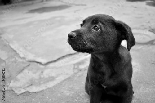 black labrador puppy