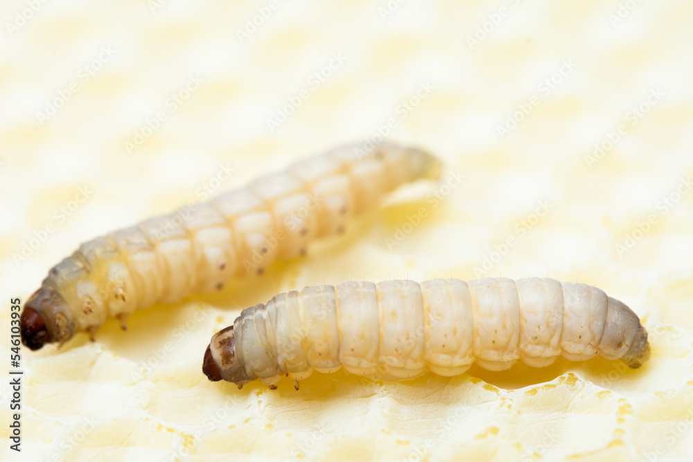 Galleria mellonella; wax moth - bee parasite Galleria mellonella; wax moth - bee parasite