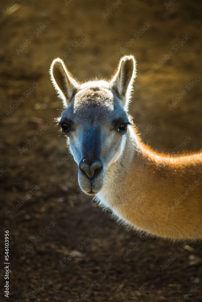 Obraz premium Alpaca With Afternoon Light