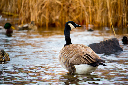 Canada goose standing in wetlands