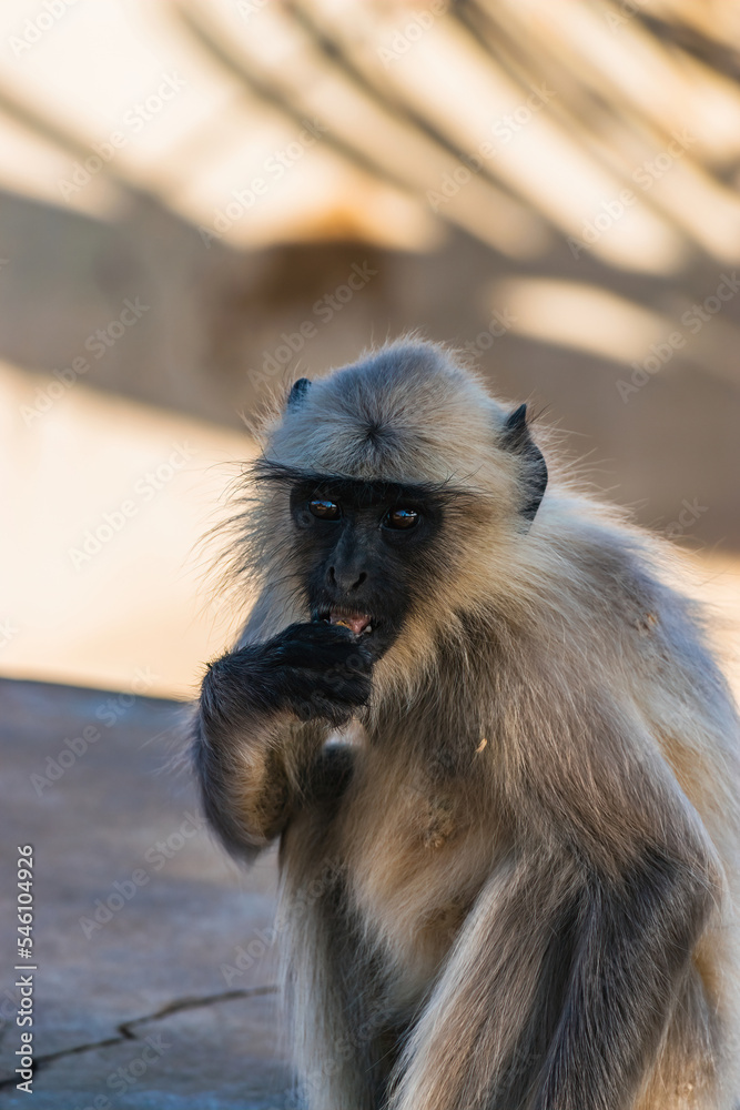 Obraz premium group of curious monkeys at the prayer temple observing visitors