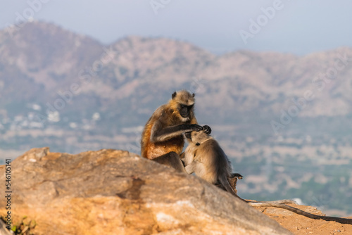 group of curious monkeys at the prayer temple observing visitors