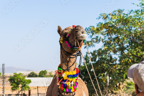 Photography Decorated camels of the desert tribes visiting the city for the annual festival