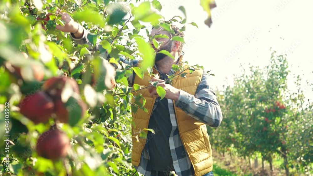 Handsome Caucasian man gardener picking apples in orchard on sunny summer day. Outdoor. Male garden seasonal worker collecting fruit harvest from green tree. Harvesting time.