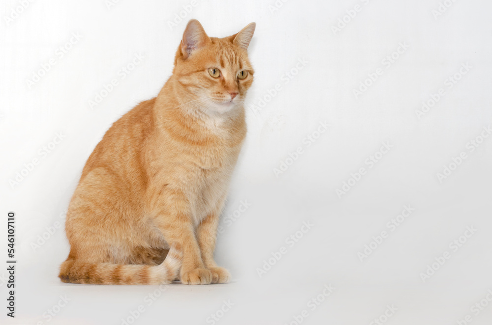 Gato ruivo isolado no fundo branco Gato ruivo isolado no fundo branco