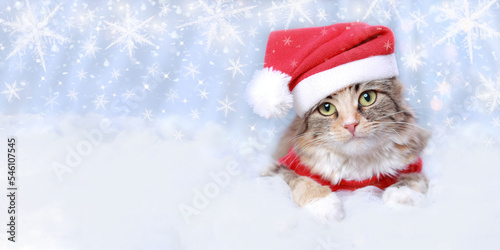 Kitten rests on white cloud. Cat close up in Santa costume. Cat lies and looks at the camera. Portrait of a Kitten on a white background. Happy New Year. Merry Christmas. web banner with copy space. © Mariia