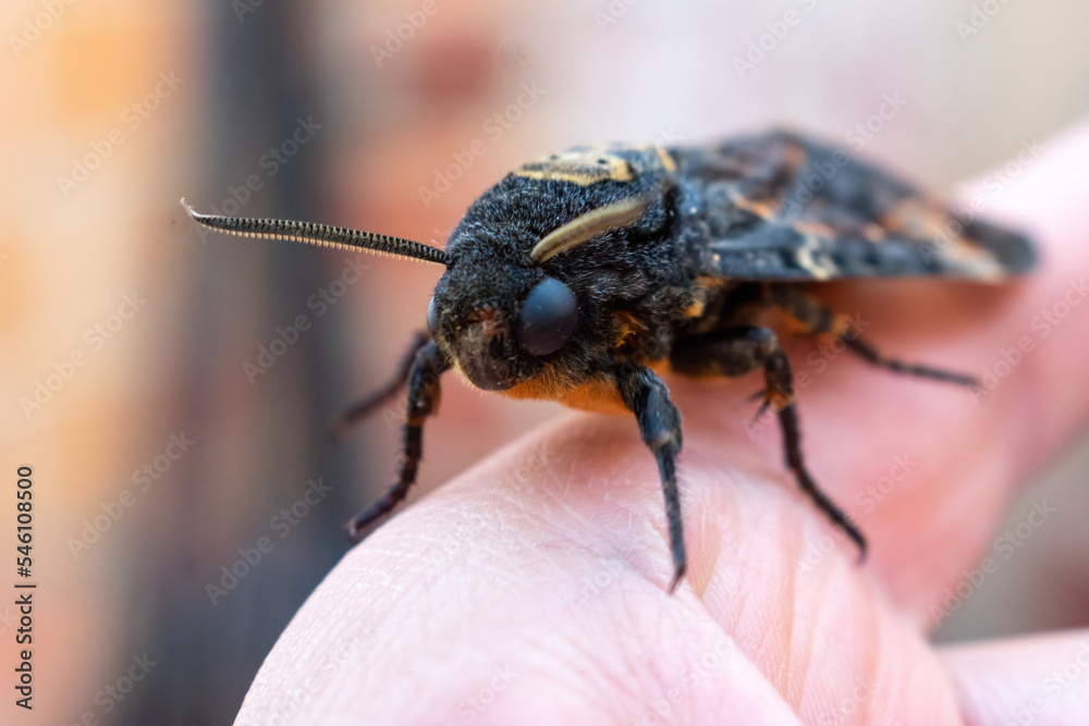 Fototapeta premium Close-up shot of African death's head hawkmoth