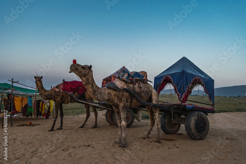 Sightseeing camel ride through the desert to the outskirts of the sacred city