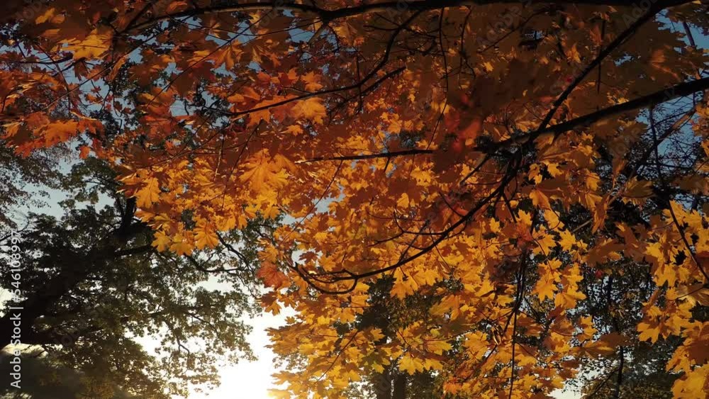 Camera moves through the autumn sunny forest Camera moves through the autumn sunny forest