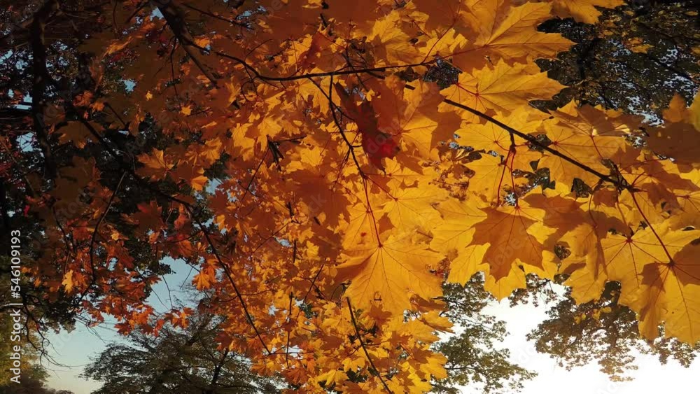 Camera moves through the autumn sunny forest Camera moves through the autumn sunny forest