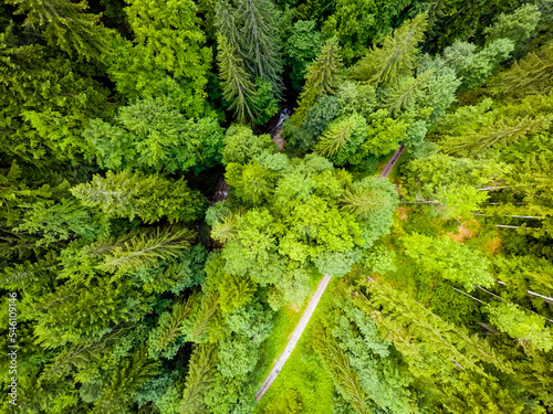 Aerial, drone shot of spruce trees, fly over a coniferous forest, Low Tatras, Slovakia