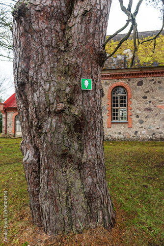 Monumental pine tree in Darte, Latvia. photo