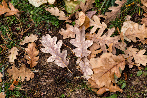 Background of wet, oak leaves lying on the ground close-up