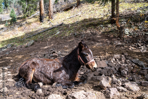Εκτύπωση καμβά Brown horse lays down in the dirt while chained up at a campsite, relaxing