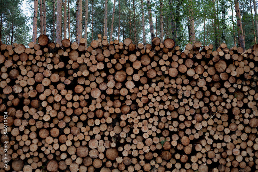 Pine wood creating a pattern of wooden circles. Woodpile in the forest.