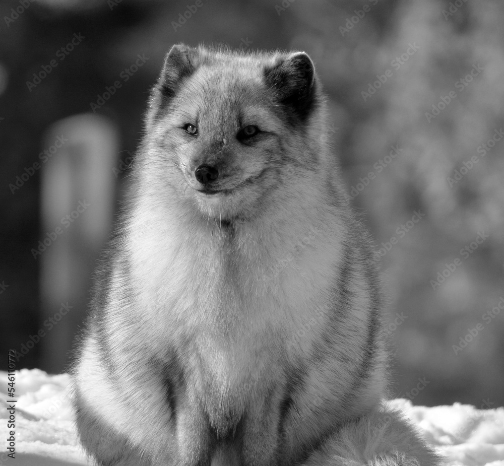 In winter arctic fox (Vulpes lagopus), also known as the white, polar