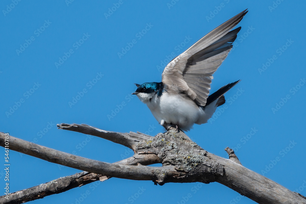 Tree Swallow Spreads its Wings Tree Swallow Spreads its Wings