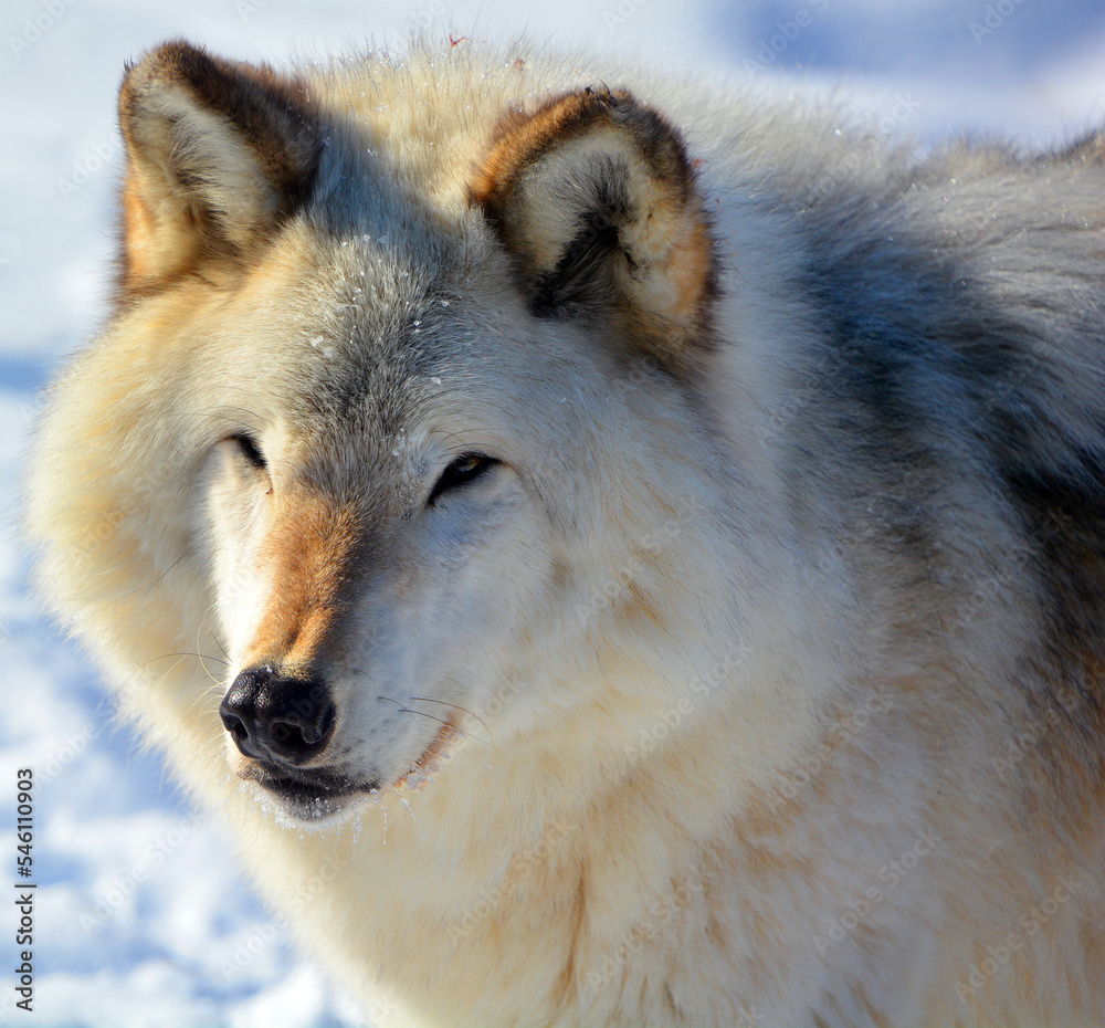 Obraz premium In winter gray or grey wolf, also timber or western wolf is a canine native to the wilderness and remote areas of Eurasia and North America. It is the largest extant member of its family