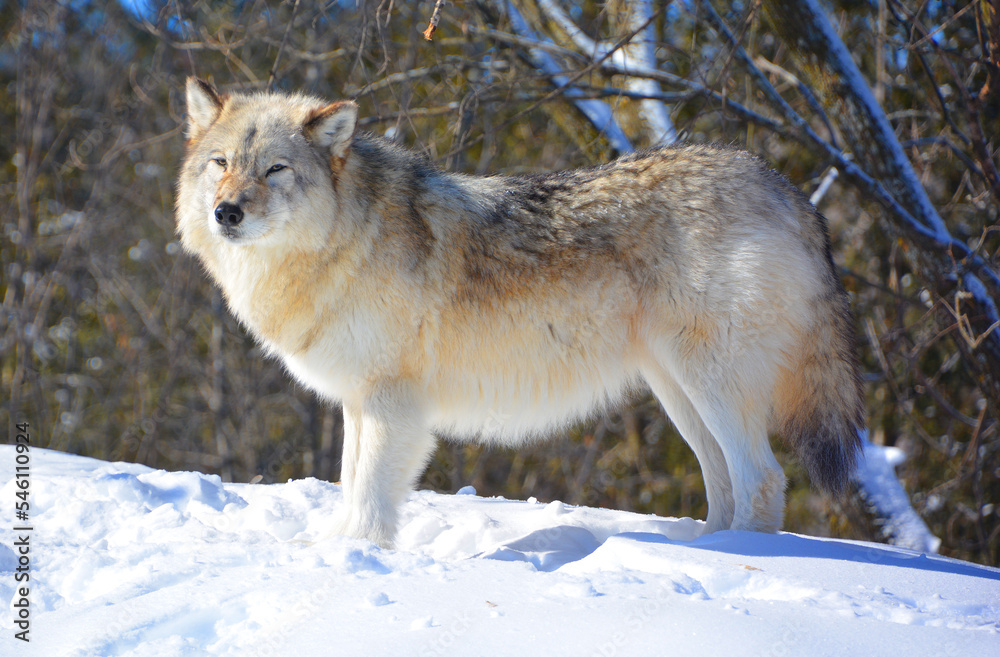 In winter gray or grey wolf, also timber or western wolf is a canine native to the wilderness and remote areas of Eurasia and North America. It is the largest extant member of its family