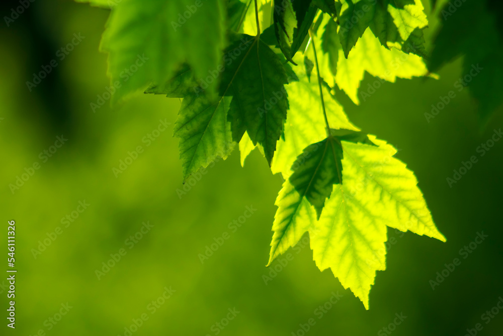 sunlit green maple leaves background sunlit green maple leaves background
