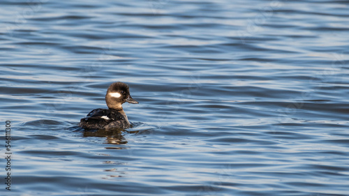 Female Bufflehead Duck Swimming