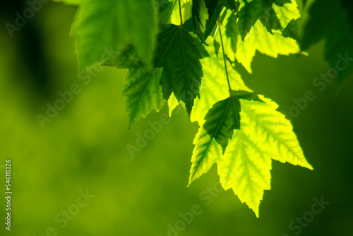 sunlit green maple leaves background