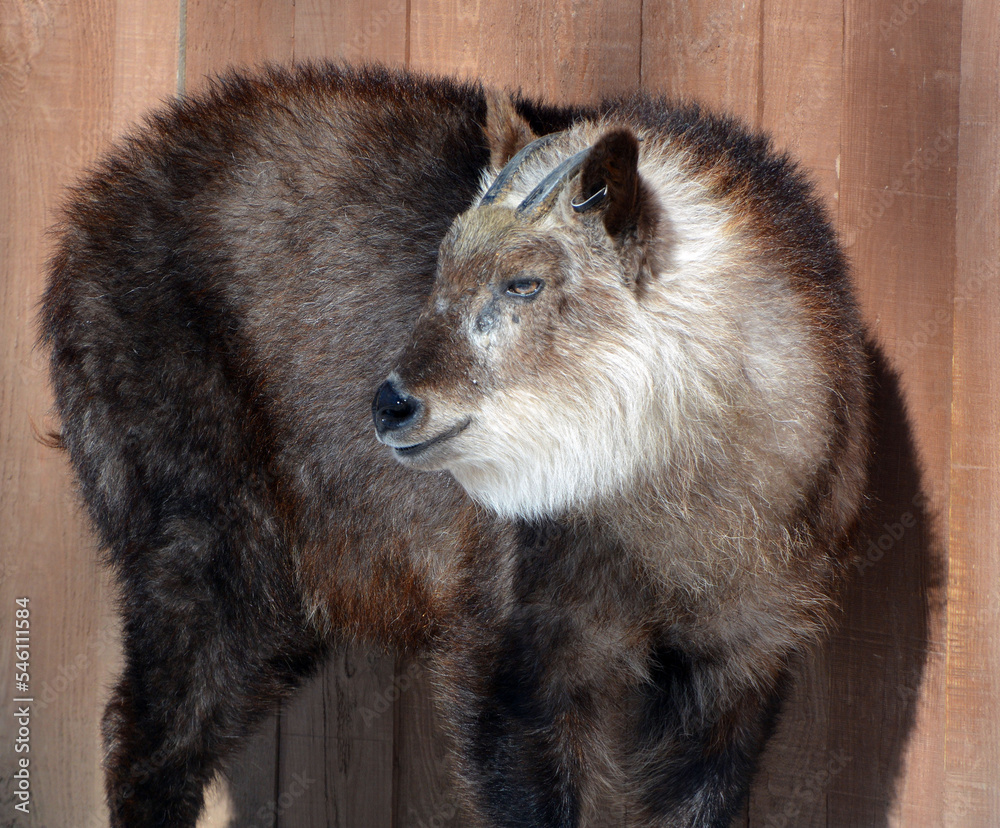 Japanese serow Capricornis crispus is a Japanese goatantelope, an eventoed ungulate mammal. It