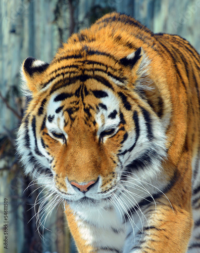 Amur Siberian tiger is a Panthera tigris tigris population in the Far East  particularly the Russian Far East and Northeast China