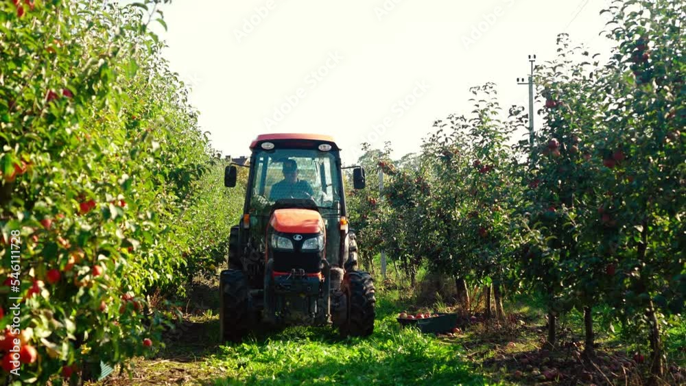 Man driving tractor in gren apple garden on sunny summer day. Agricultural vehicle concept. Male sitting in cabin of big farming machine. Outdoor. Gardening seasonal work. At farm.